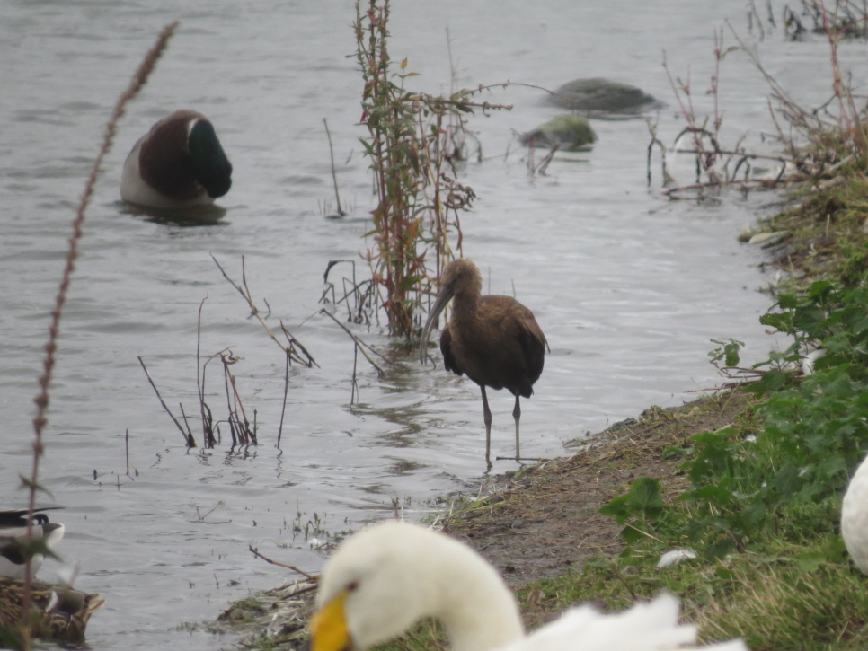 Glossy ibis with the whoopers
